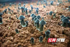 湖南化工职院：破土成“金”的深塘密码图片
