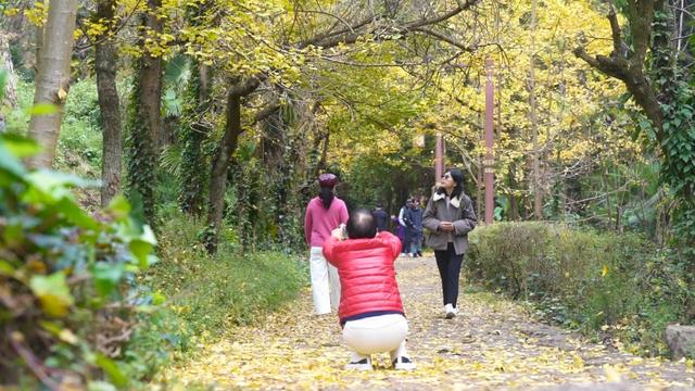 山村尽带黄金甲 古树银杏醉妥乐
