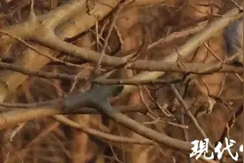 苏州市首次记录灰斑鸠，美国友人意外拍到图片