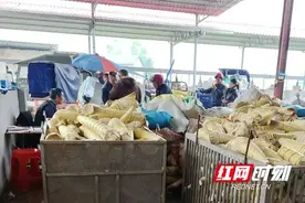桃江县武潭镇：小竹笋变为富民笋图片