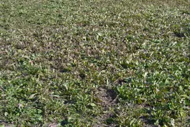 移栽蒲公英正当时图片