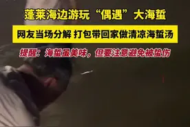 蓬莱海边游玩“偶遇”大海蜇，网友当场分解，打包带回家做清凉海蜇汤，提醒：海蜇虽美味，但要注意避免被蛰伤图片