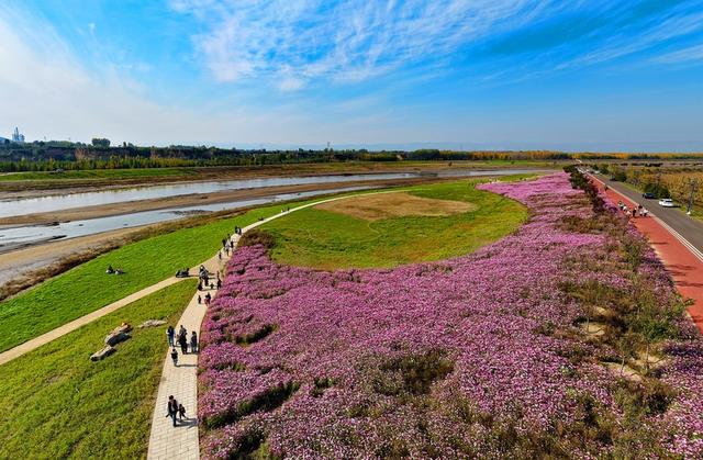 山西临汾波斯菊花开 美景醉游人