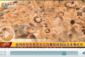 民俗专家在长江白螺矶捡到化石 包含两种海洋生物图片