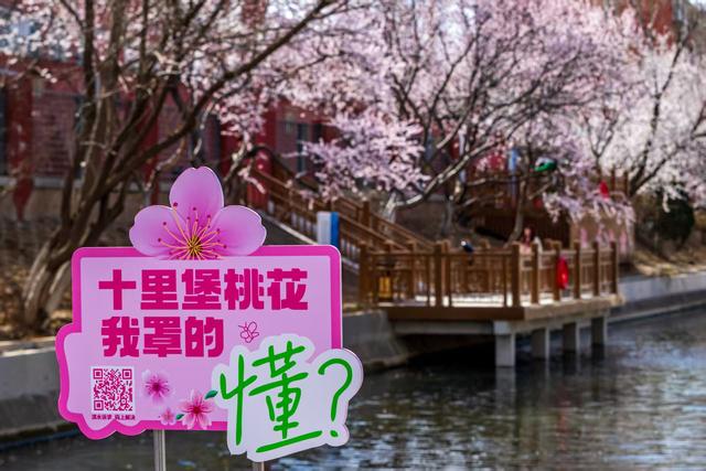 惊艳！北京十里堡桃花绽放，诉说春日浪漫