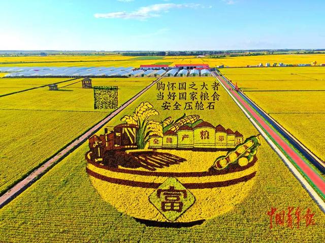 黑龙江广阔稻田“长出”巨幅艺术画