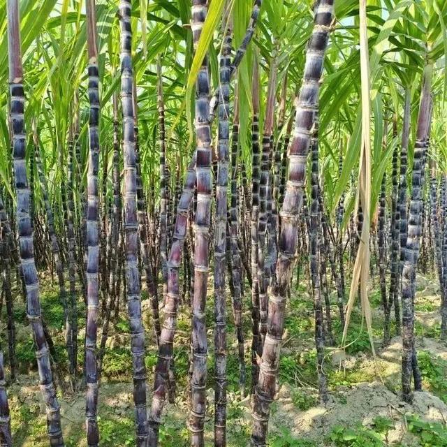 出发！高明遛娃采摘攻略来啦，甜度爆表（附定位）