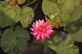 合肥植物园“花中美人”睡莲花开正盛图片