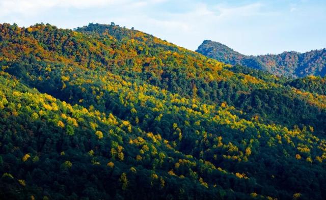 这个秋天一定要去瓦屋山！彩林已经进入最佳观赏期！