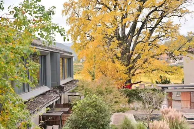 美爆了！余杭银杏打卡地出炉