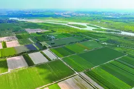 滹沱河石家庄段河滩地迎来首个丰收季图片
