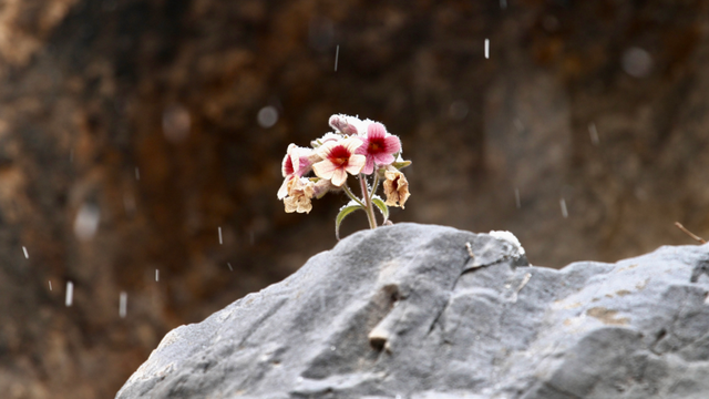 快，晒出你手机里2026年的第一场雪！