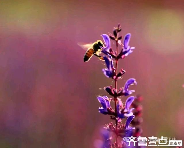壹点号·秀山东|德州薰衣草花海的浪漫，是连呼吸都带着甜香的紫💜