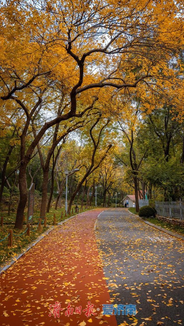 泉城公园秋日景色正当时 济南市民休闲赏秋绝佳去处