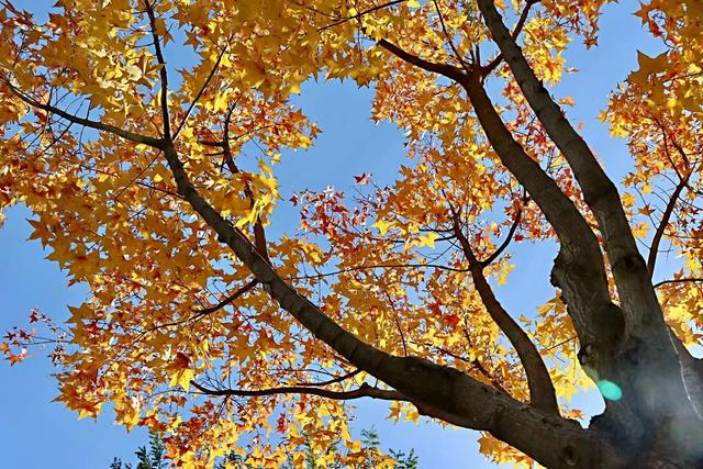新视界｜静谧而美丽！济南的秋天美景欣赏