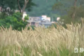 能点痣还能治近视，狗尾巴草真有那么厉害吗？图片