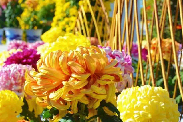太美了！北京秋日花海惊艳上线！