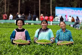 三都：130名选手茶山角逐金手奖图片