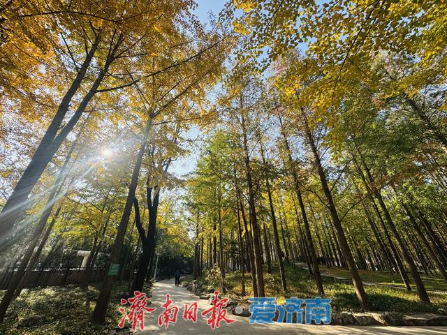 一年四季 泉在济南丨金黄银杏映火红水杉，层林尽染醉游人