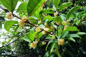 高奖励20万元！支持桂花产业发展图片