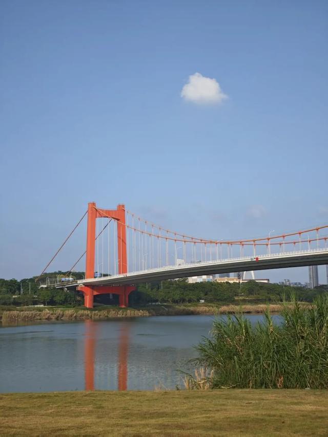 秋染良庆！异木棉粉、三角梅艳，这片土地藏着最缤纷的秋日浪漫