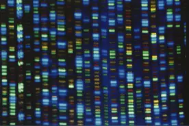 科学家完成人类Y染色体测序图片