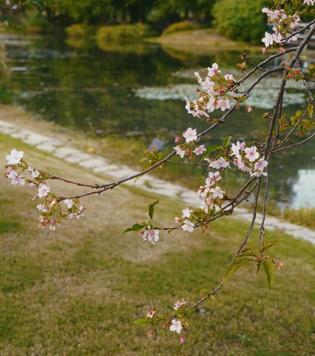 植物园不止失去一个秋天