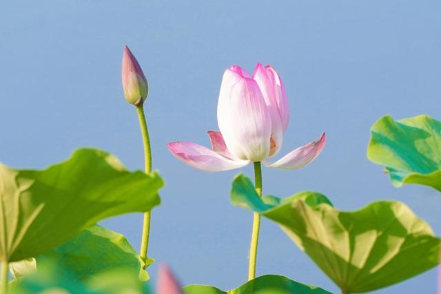 大美北京 |生态一亩园：荷花十里，清风鉴水