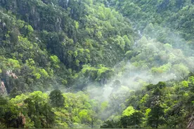 只有一个黄山：初夏山花绚烂拉满画面饱和度图片