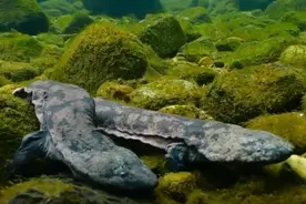 科普研学 | 走过数亿年的山涧精灵——大鲵，如今在张家界还好吗？图片