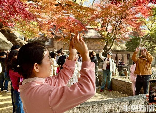 冬藏“枫”景！太清宫百年红枫进入最佳观赏期