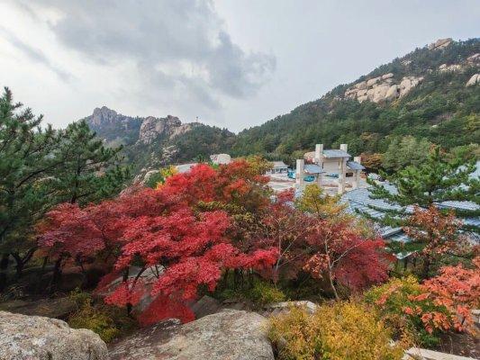 畅游青岛 文明相伴｜崂山秋日C位出道！七百年银杏迎来黄金时刻