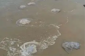 严重可致死！海边消暑警惕“漂亮刺客”图片