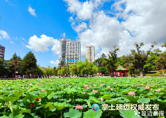 浪漫夏日，为“荷”到延边！赏荷地图来了~