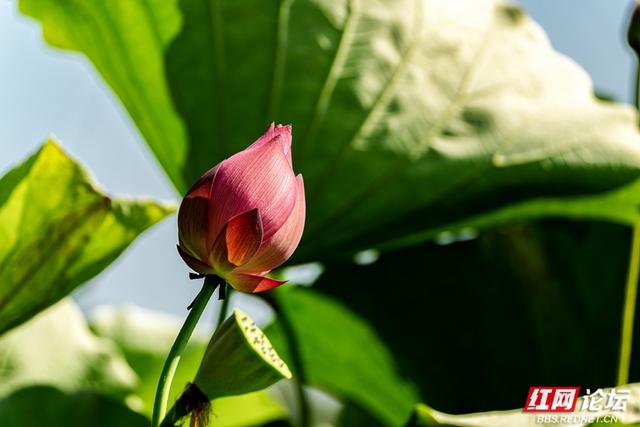 荷韵长沙 | 月湖荷花绽放，惊艳一城夏日