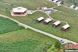 安徽旌德：“空中茶园”连片成景图片