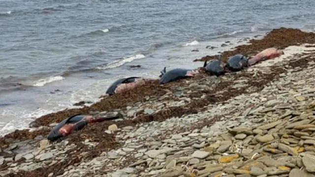 23头领航鲸在英国小岛搁浅死亡