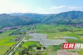 湖南新田：大棚西瓜促增收（组图）图片