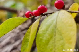 金银忍冬压枝头，火红果子很惹眼图片