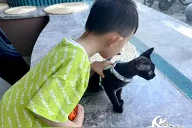 夏季狂犬病进入高发期 撩猫逗狗须有所防范图片