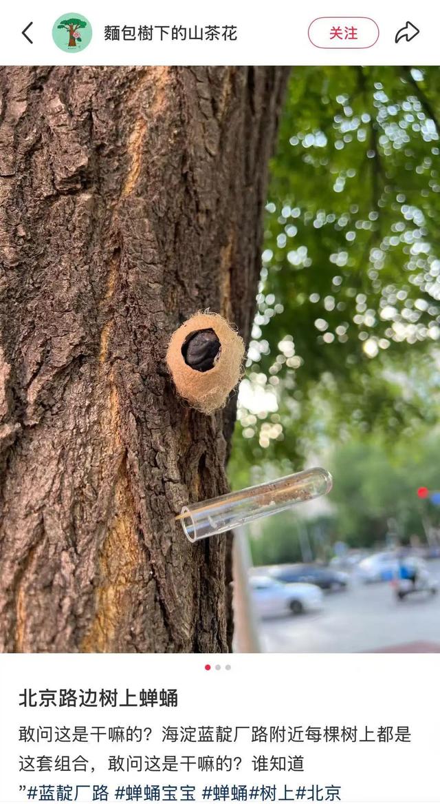 在北京路边看到这种黑色的蛹千万别动 网友：有官方“认领”