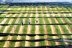 湖北农信社：金融“活水”润泽1．4万个村组 服务乡村全面振兴图片