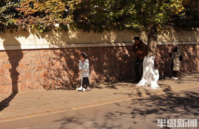 八大关枫叶抓紧看