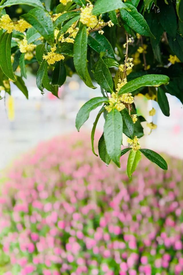 收藏这套双流秋天专属色卡，跟着拍，出片率100%