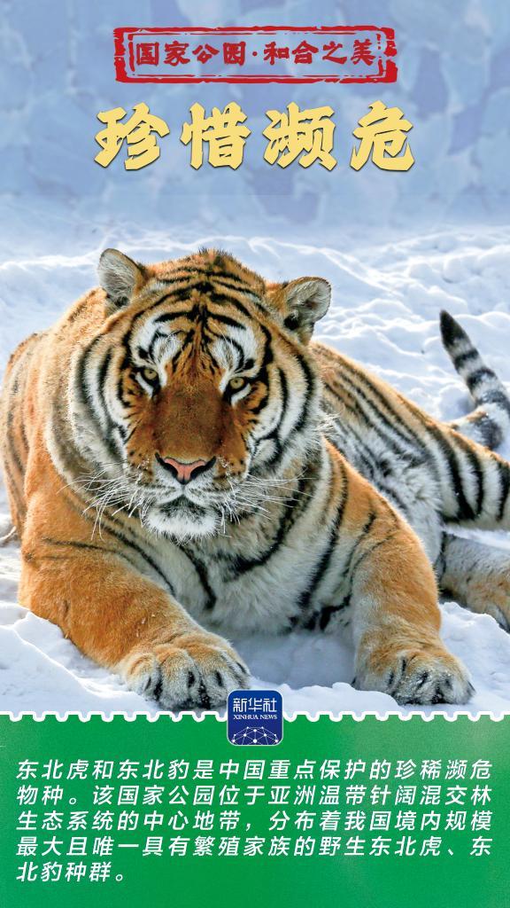 和合之美丨东北虎豹国家公园：猛兽家园野性王国