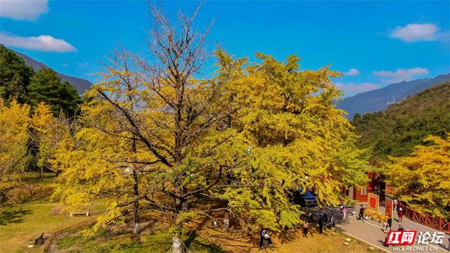 岁暖时刻丨去桐子坳走走：让银杏叶落在肩头，让百年古树的皱纹蹭过掌心