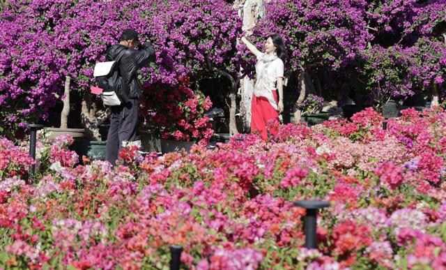 图集｜莲花山公园紫陌园簕杜鹃盛放