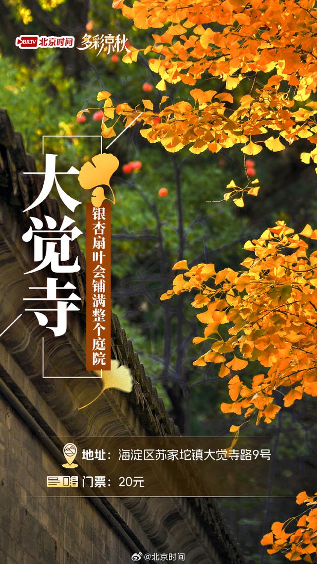 北京十大赏银杏好去处，这三处免费，您都去过吗？