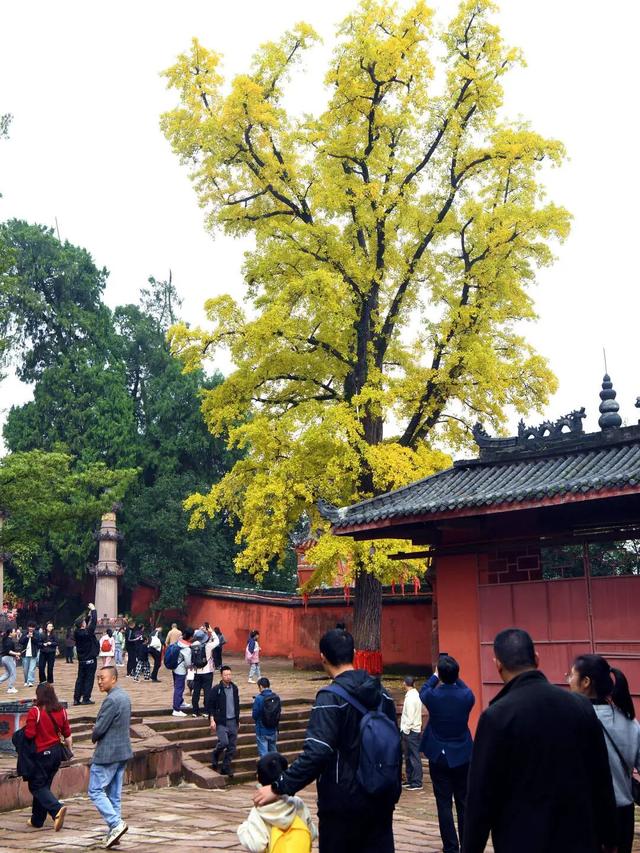 实拍！超美！成都这里的银杏黄了