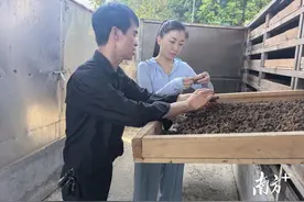从鲜果到成品，优质春砂仁经历12道“磨炼”！图片